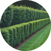 Hedge