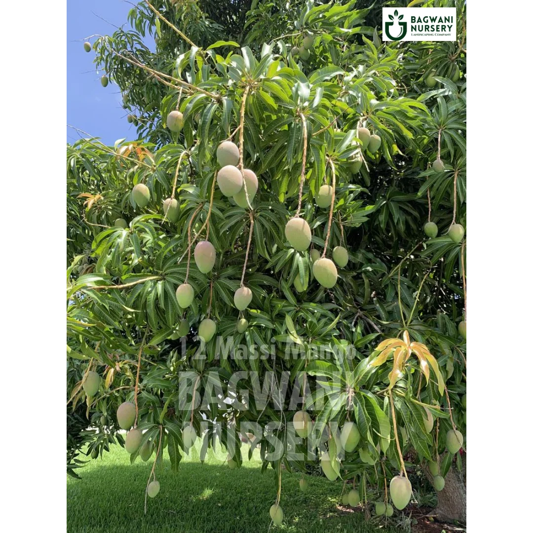 12 Massi Mango tree Supplier, Mangifera Indica, 12 Massi Mango tree Supplier in India, Wholesale 12 Massi Mango, Wholesale 12 Massi Mango Supplier, 12 Massi Mango  Tree, Best 12 Massi Mango Nursery, Mangifera Indica in India, Bulk 12 Massi Mango Supplier, Fruit Tree, Fruit Tree Nursery, Wholesale Fruit Tree Supplier, Best Fruit Tree Nursery in India,
