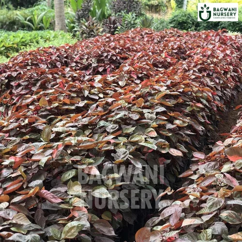 Acalypha Wilkesiana, acalypha wilkesiana plant, acalypha copper, Acalypha, Acalypha Plant, Acalypha Shrub, Acalypha in Bulk, cooperleaf, copperleaf plant, Shrub, bushes, shrubs plants, types of shrubs, tree shrubs, evergreen shrubs, flowering shrubs, small shrubs, 
