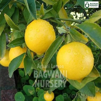 Achari Lemon tree Supplier, Citrus limon, Achari Lemon tree Supplier in India, Wholesale Achari Lemon, Wholesale Achari Lemon Supplier, Achari Lemon  Tree, Best Achari Lemon Nursery, Citrus limon in India, Bulk Achari Lemon Supplier, Fruit Tree, Fruit Tree Nursery, Wholesale Fruit Tree Supplier, Best Fruit Tree Nursery in India,
