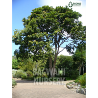 African Mahogany Supplier, African Mahogany Supplier in India, Wholesale African Mahogany, Wholesale African Mahogany Supplier, African Mahogany Nursery, Best African Mahogany Nursery, African Mahogany in India, Bulk African Mahogany Supplier, Timber Tree, Timber Tree Nursery, Wholesale Timber Tree Supplier, Best Timber Tree Nursery in India,
