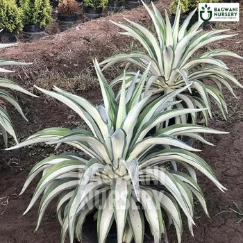 Agave Americana, Agave Americana plant, American Aloe, Agave, Agave Plant, Agave Shrub, Agave in Bulk, Century Plant, Century Plant plant,