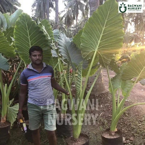 Alocasia Macrorrhiza, Alocasia Macrorrhiza plant, , Alocasia, Alocasia Plant, Alocasia Shrub, Alocasia in Bulk, Giant Taro, Giant Taro plant,