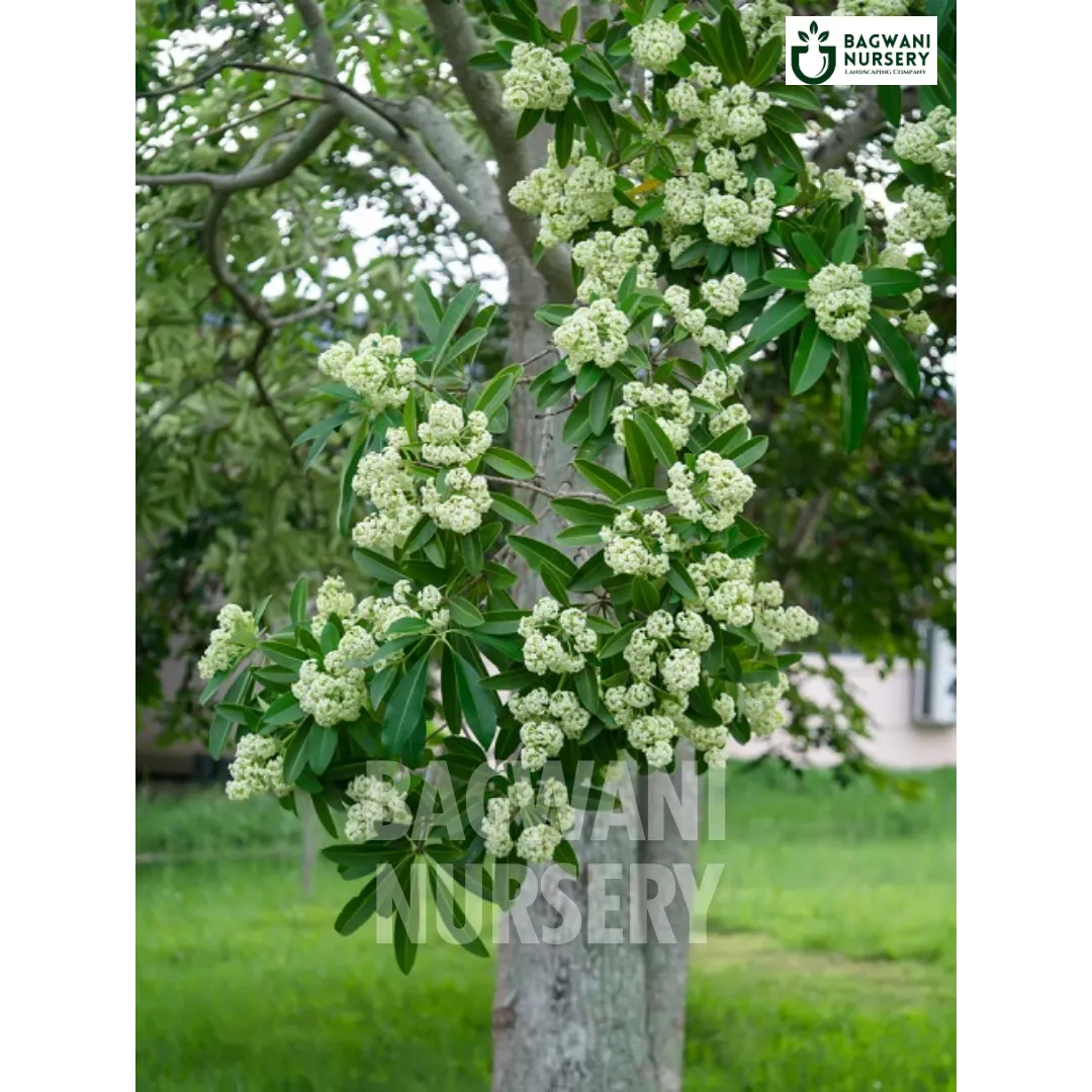 Alstonia Supplier, Alstonia Supplier in India, Wholesale Alstonia, Wholesale Alstonia Supplier, Alstonia Nursery, Best Alstonia Nursery, Alstonia in India, Bulk Alstonia Supplier, Timber Tree, Timber Tree Nursery, Wholesale Timber Tree Supplier, Best Timber Tree Nursery in India,