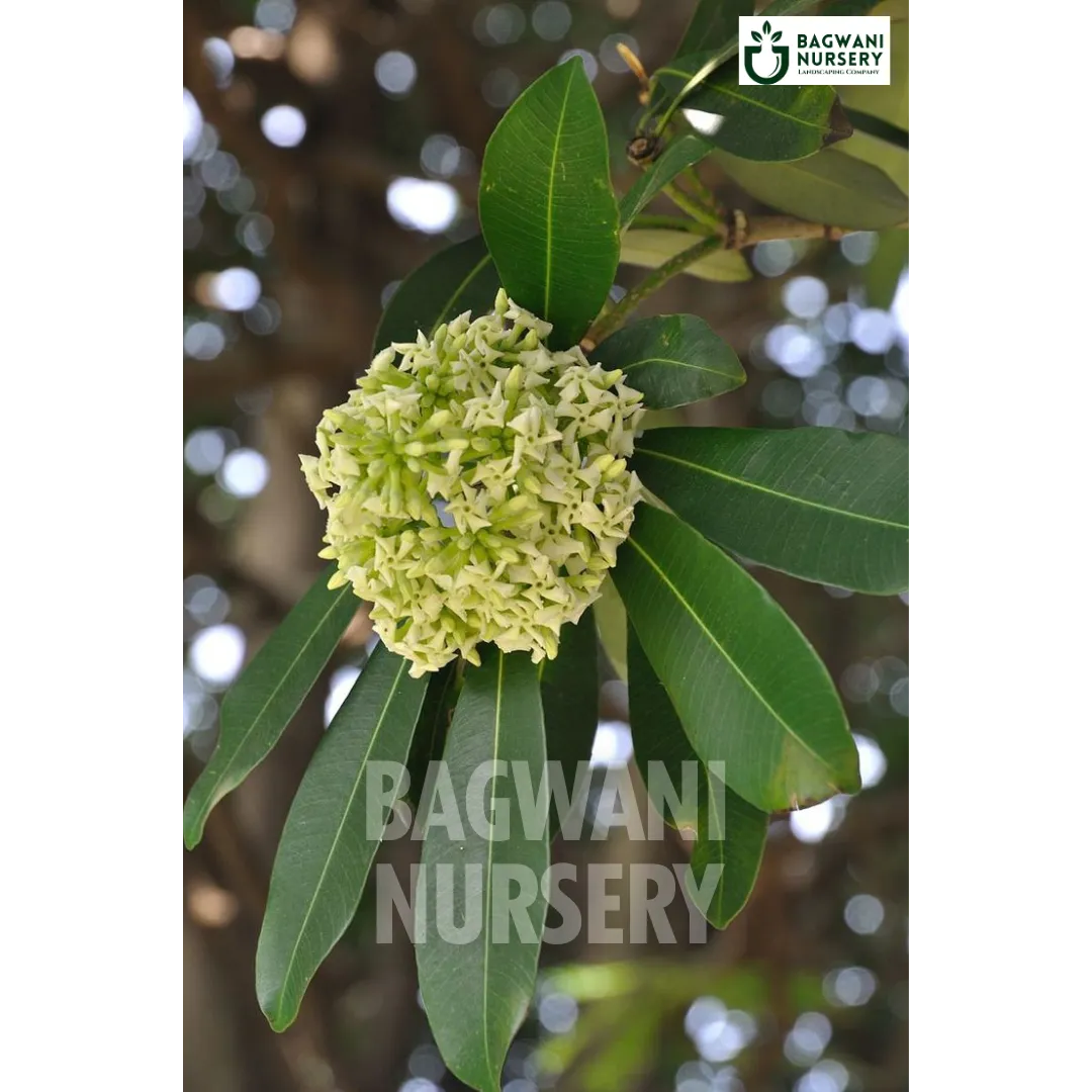 Alstonia Supplier, Alstonia Supplier in India, Wholesale Alstonia, Wholesale Alstonia Supplier, Alstonia Nursery, Best Alstonia Nursery, Alstonia in India, Bulk Alstonia Supplier, Timber Tree, Timber Tree Nursery, Wholesale Timber Tree Supplier, Best Timber Tree Nursery in India,