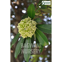 Alstonia Supplier, Alstonia Supplier in India, Wholesale Alstonia, Wholesale Alstonia Supplier, Alstonia Nursery, Best Alstonia Nursery, Alstonia in India, Bulk Alstonia Supplier, Timber Tree, Timber Tree Nursery, Wholesale Timber Tree Supplier, Best Timber Tree Nursery in India,