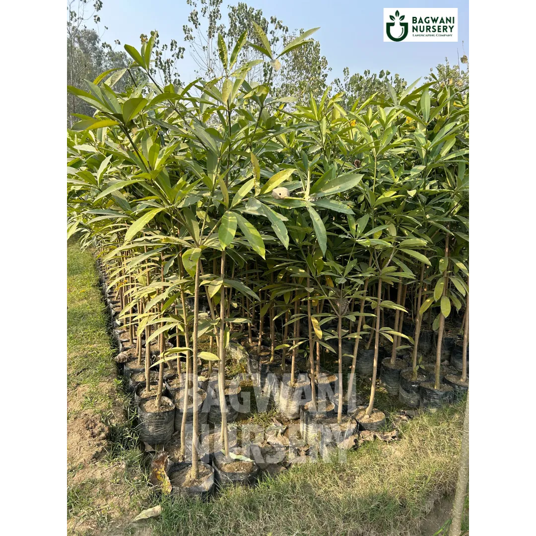 Alstonia Supplier, Alstonia Supplier in India, Wholesale Alstonia, Wholesale Alstonia Supplier, Alstonia Nursery, Best Alstonia Nursery, Alstonia in India, Bulk Alstonia Supplier, Timber Tree, Timber Tree Nursery, Wholesale Timber Tree Supplier, Best Timber Tree Nursery in India,