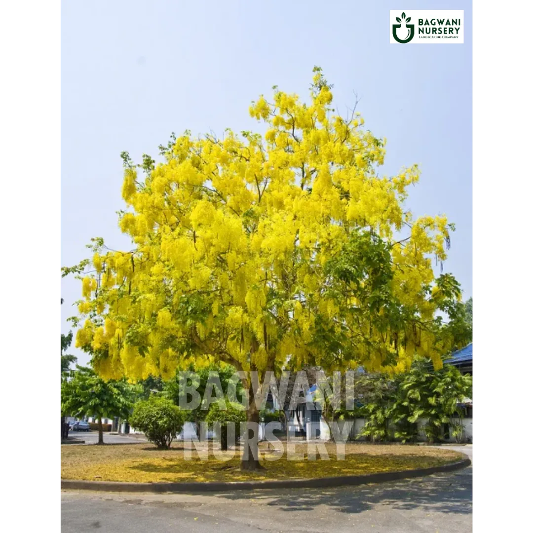 Amaltash tree Supplier, Cassia Fistula, Amaltash Supplier in India, Wholesale Amaltash, Wholesale Amaltash Supplier, Golden Shower Tree, Best Amaltash Nursery, Amaltash in India, Bulk Amaltash Supplier, Timber Tree, Timber Tree Nursery, Wholesale Timber Tree Supplier, Best Timber Tree Nursery in India,