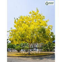 Amaltash tree Supplier, Cassia Fistula, Amaltash Supplier in India, Wholesale Amaltash, Wholesale Amaltash Supplier, Golden Shower Tree, Best Amaltash Nursery, Amaltash in India, Bulk Amaltash Supplier, Timber Tree, Timber Tree Nursery, Wholesale Timber Tree Supplier, Best Timber Tree Nursery in India,