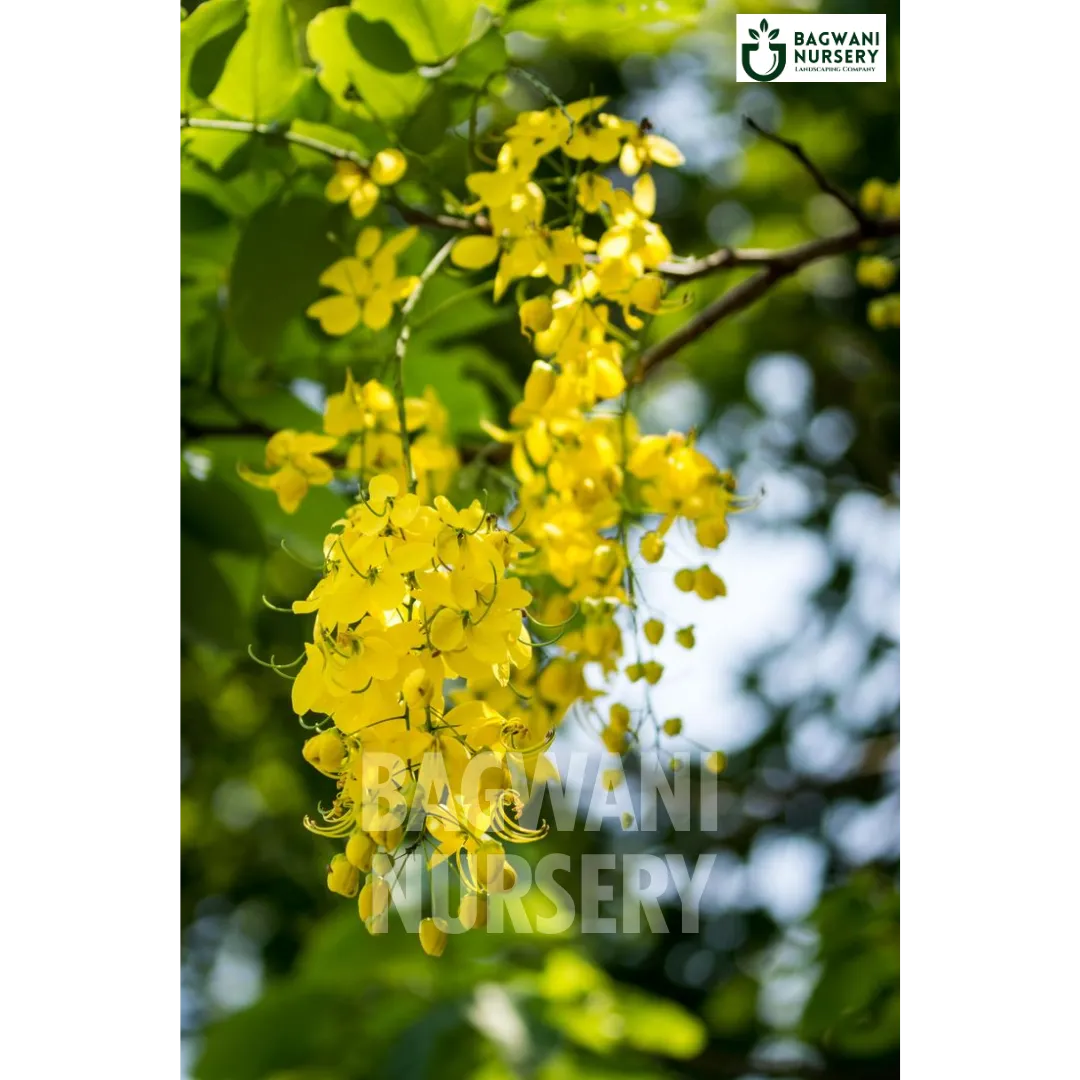 Amaltash tree Supplier, Cassia Fistula, Amaltash Supplier in India, Wholesale Amaltash, Wholesale Amaltash Supplier, Golden Shower Tree, Best Amaltash Nursery, Amaltash in India, Bulk Amaltash Supplier, Timber Tree, Timber Tree Nursery, Wholesale Timber Tree Supplier, Best Timber Tree Nursery in India,