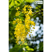 Amaltash tree Supplier, Cassia Fistula, Amaltash Supplier in India, Wholesale Amaltash, Wholesale Amaltash Supplier, Golden Shower Tree, Best Amaltash Nursery, Amaltash in India, Bulk Amaltash Supplier, Timber Tree, Timber Tree Nursery, Wholesale Timber Tree Supplier, Best Timber Tree Nursery in India,