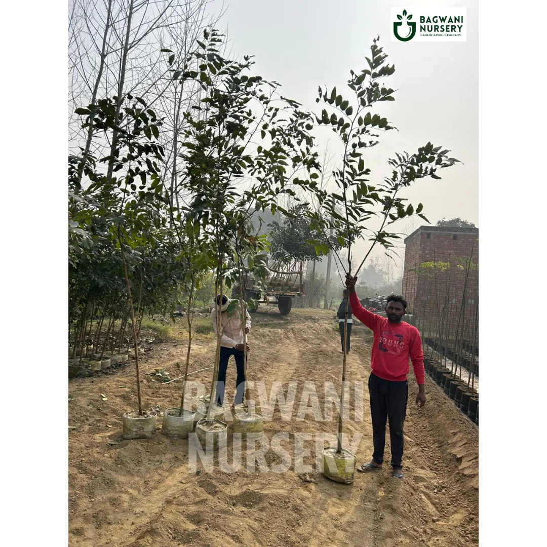 Amaltash tree Supplier, Cassia Fistula, Amaltash Supplier in India, Wholesale Amaltash, Wholesale Amaltash Supplier, Golden Shower Tree, Best Amaltash Nursery, Amaltash in India, Bulk Amaltash Supplier, Timber Tree, Timber Tree Nursery, Wholesale Timber Tree Supplier, Best Timber Tree Nursery in India,