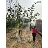 Amaltash tree Supplier, Cassia Fistula, Amaltash Supplier in India, Wholesale Amaltash, Wholesale Amaltash Supplier, Golden Shower Tree, Best Amaltash Nursery, Amaltash in India, Bulk Amaltash Supplier, Timber Tree, Timber Tree Nursery, Wholesale Timber Tree Supplier, Best Timber Tree Nursery in India,