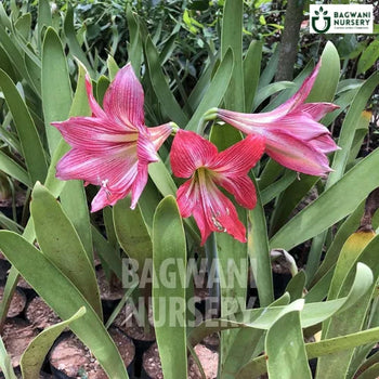 Amaryllis Belladonna, Amaryllis Belladonna plant, Amaryllis, Amaryllis Plant, Amaryllis in Bulk, Jersey Lily, Jersey Lily plant,