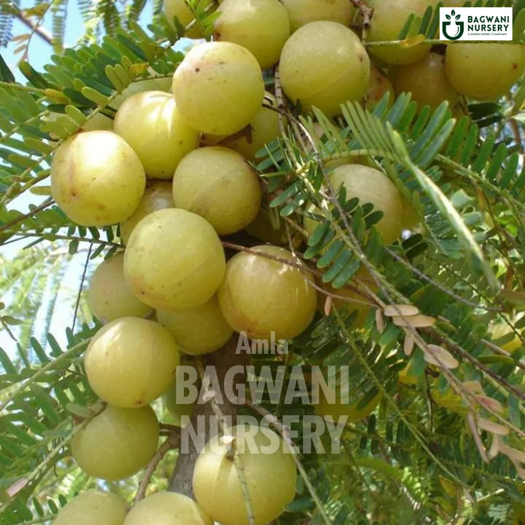 Amla tree Supplier, Phyllanthus Emblica, Amla tree Supplier in India, Wholesale Indian Gooseberry, Wholesale Amla Supplier, Amla  Tree, Best Amla Nursery, Phyllanthus Emblica in India, Bulk Indian Gooseberry Supplier, Fruit Tree, Fruit Tree Nursery, Wholesale Fruit Tree Supplier, Best Fruit Tree Nursery in India,