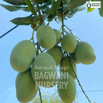 Amrapali Mango tree Supplier, Mangifera Indica, Amrapali Mango tree Supplier in India, Wholesale Amrapali Mango, Wholesale Amrapali Mango Supplier, Amrapali Mango  Tree, Best Amrapali Mango Nursery, Mangifera Indica in India, Bulk Amrapali Mango Supplier, Fruit Tree, Fruit Tree Nursery, Wholesale Fruit Tree Supplier, Best Fruit Tree Nursery in India,