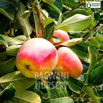 Anna Apple tree Supplier, Malus domestica, Anna Apple tree Supplier in India, Wholesale Anna Apple, Wholesale Anna Apple Supplier, Anna Apple  Tree, Best Anna Apple Nursery, Malus domestica in India, Bulk Anna Apple Supplier, Fruit Tree, Fruit Tree Nursery, Wholesale Fruit Tree Supplier, Best Fruit Tree Nursery in India,
