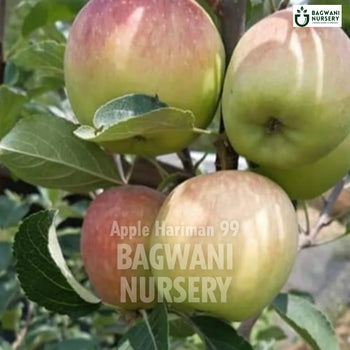 Apple Hariman 99 tree Supplier, Malus domestica, Apple Hariman 99 tree Supplier in India, Wholesale Apple Hariman 99, Wholesale Apple Hariman 99 Supplier, Apple Hariman 99  Tree, Best Apple Hariman 99 Nursery, Malus domestica in India, Bulk Apple Hariman 99 Supplier, Fruit Tree, Fruit Tree Nursery, Wholesale Fruit Tree Supplier, Best Fruit Tree Nursery in India,