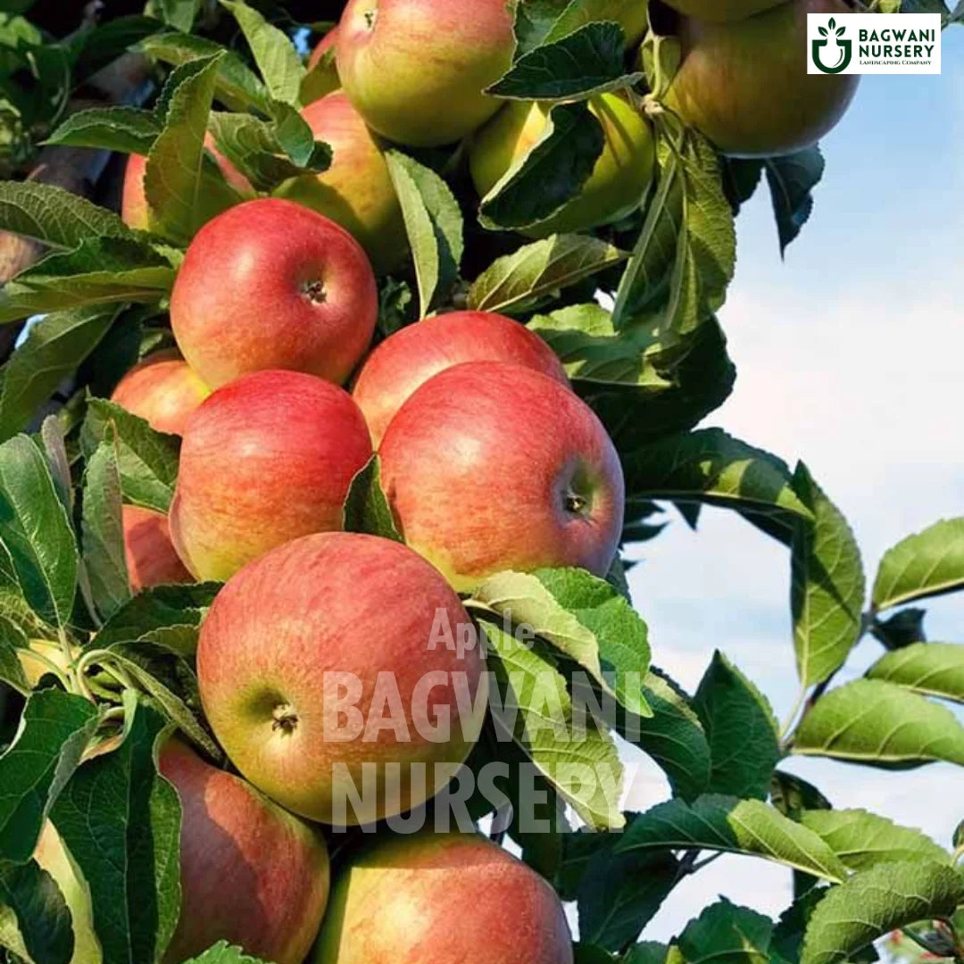 Apple tree Supplier, Malus domestica, Apple tree Supplier in India, Wholesale Apple, Wholesale Apple Supplier, Apple  Tree, Best Apple Nursery, Malus domestica in India, Bulk Apple Supplier, Fruit Tree, Fruit Tree Nursery, Wholesale Fruit Tree Supplier, Best Fruit Tree Nursery in India,