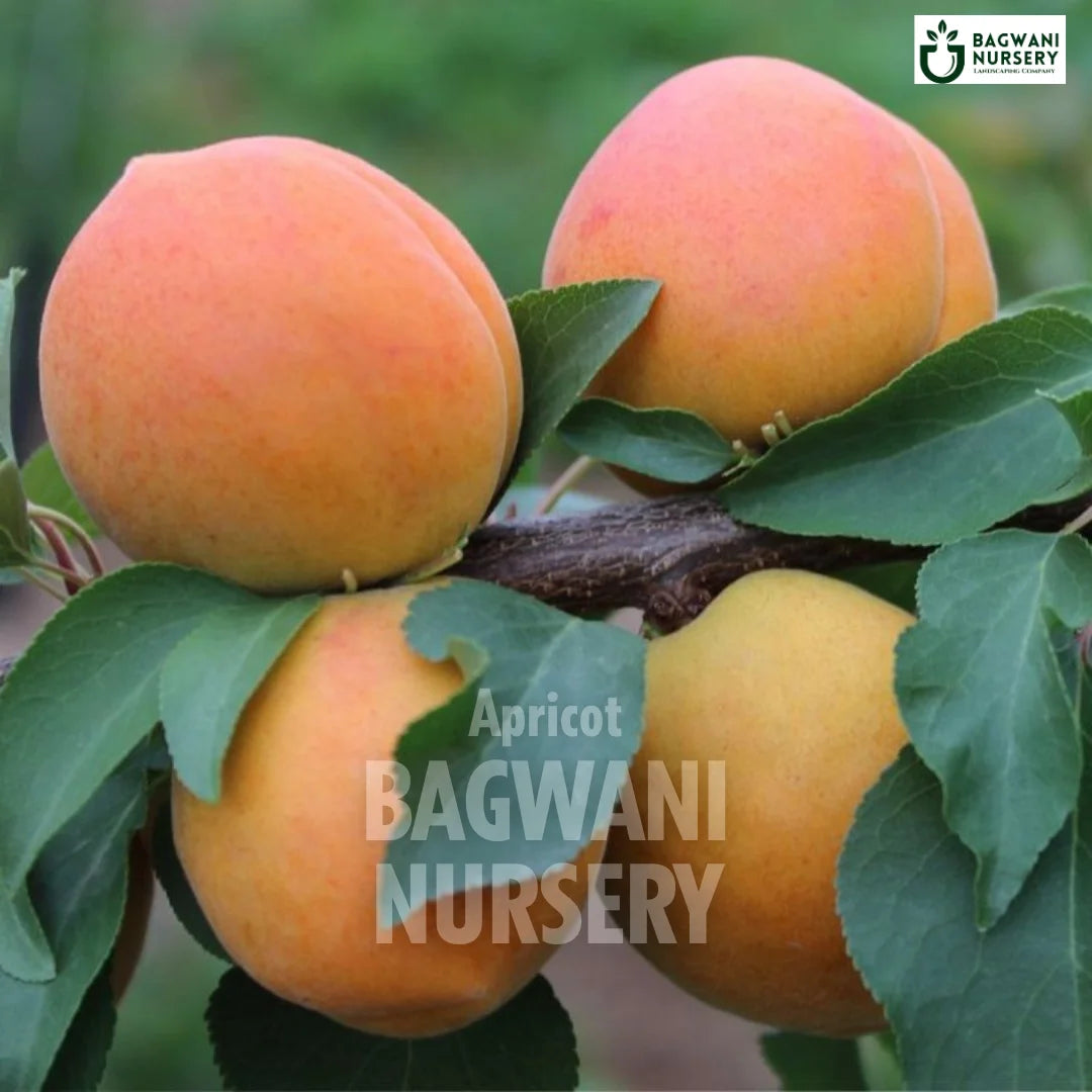 Apricot tree Supplier, Prunus Armeniaca, Khubaanee tree Supplier in India, Wholesale Apricot, Wholesale Apricot Supplier, Khubaanee  Tree, Best Khubaanee Nursery, Prunus Armeniaca in India, Bulk Khubaanee Supplier, Fruit Tree, Fruit Tree Nursery, Wholesale Fruit Tree Supplier, Best Fruit Tree Nursery in India,