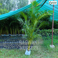 Areca Palm Supplier, Areca Palm Supplier in India, Wholesale Areca Palm, Wholesale Areca Palm Supplier, Areca Palm Nursery, Best Areca Palm Nursery, Areca Palm in India, Bulk Areca Palm Supplier