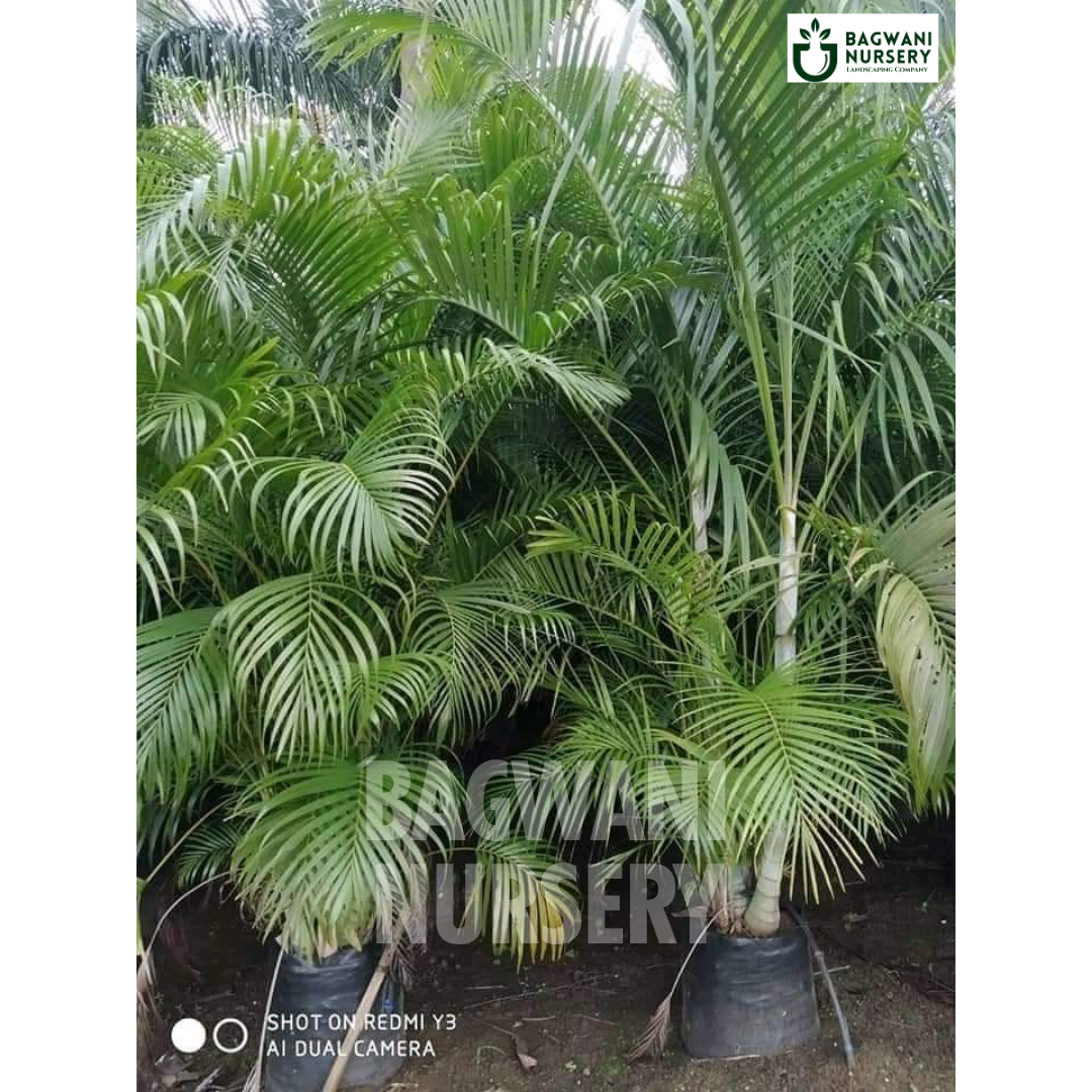 Areca Palm Supplier, Areca Palm Supplier in India, Wholesale Areca Palm, Wholesale Areca Palm Supplier, Areca Palm Nursery, Best Areca Palm Nursery, Areca Palm in India, Bulk Areca Palm Supplier