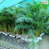 Areca Palm Supplier, Areca Palm Supplier in India, Wholesale Areca Palm, Wholesale Areca Palm Supplier, Areca Palm Nursery, Best Areca Palm Nursery, Areca Palm in India, Bulk Areca Palm Supplier