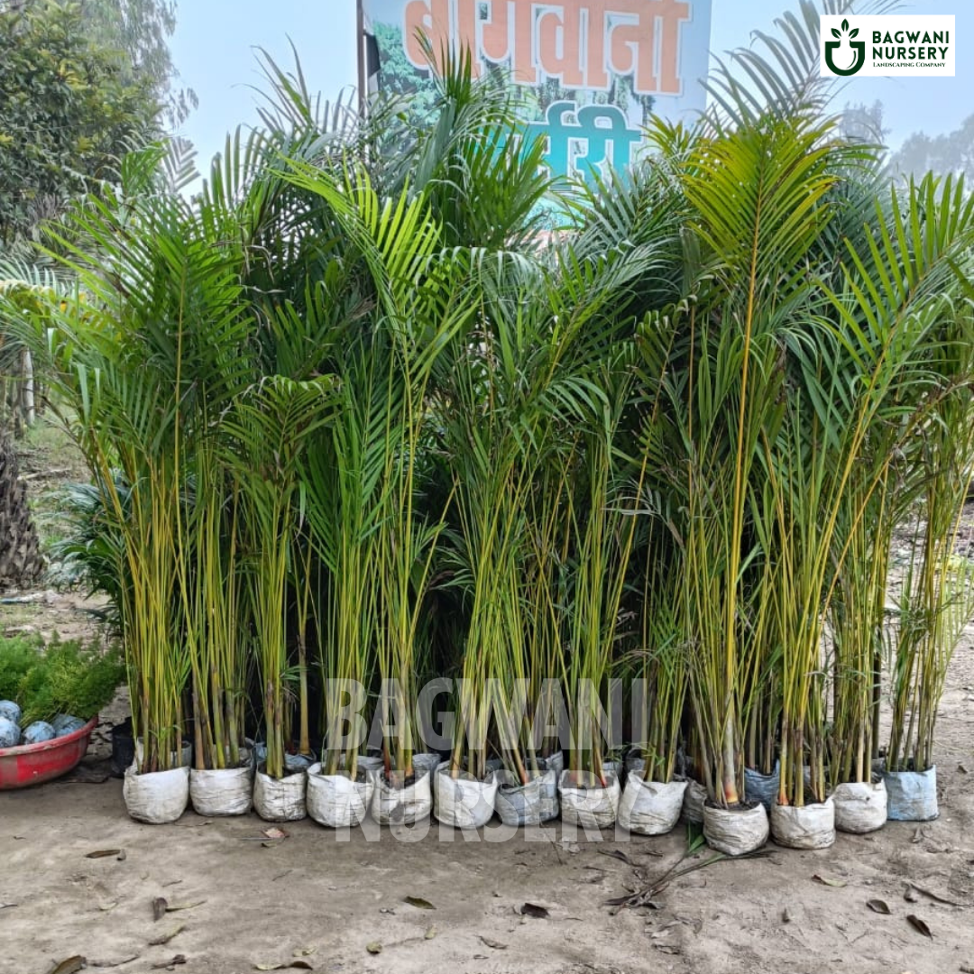 Areca Palm Supplier, Areca Palm Supplier in India, Wholesale Areca Palm, Wholesale Areca Palm Supplier, Areca Palm Nursery, Best Areca Palm Nursery, Areca Palm in India, Bulk Areca Palm Supplier