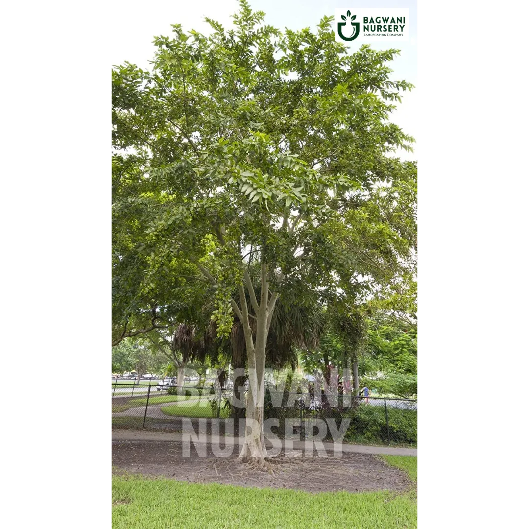 Arjuna tree Supplier, Terminalia arjuna, Arjuna Supplier in India, Wholesale Arjuna, Wholesale Arjuna Supplier, Terminalia arjuna Tree, Best Arjuna Nursery, Arjuna in India, Bulk Arjuna Supplier, Timber Tree, Timber Tree Nursery, Wholesale Timber Tree Supplier, Best Timber Tree Nursery in India,