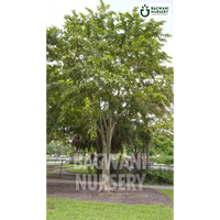 Arjuna tree Supplier, Terminalia arjuna, Arjuna Supplier in India, Wholesale Arjuna, Wholesale Arjuna Supplier, Terminalia arjuna Tree, Best Arjuna Nursery, Arjuna in India, Bulk Arjuna Supplier, Timber Tree, Timber Tree Nursery, Wholesale Timber Tree Supplier, Best Timber Tree Nursery in India,