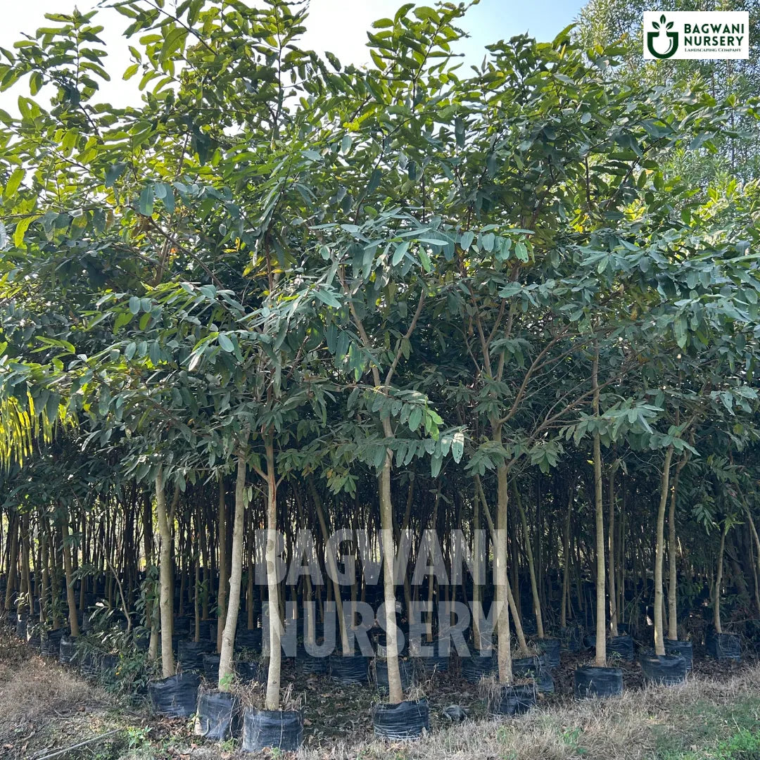 Arjuna tree Supplier, Terminalia arjuna, Arjuna Supplier in India, Wholesale Arjuna, Wholesale Arjuna Supplier, Terminalia arjuna Tree, Best Arjuna Nursery, Arjuna in India, Bulk Arjuna Supplier, Timber Tree, Timber Tree Nursery, Wholesale Timber Tree Supplier, Best Timber Tree Nursery in India,