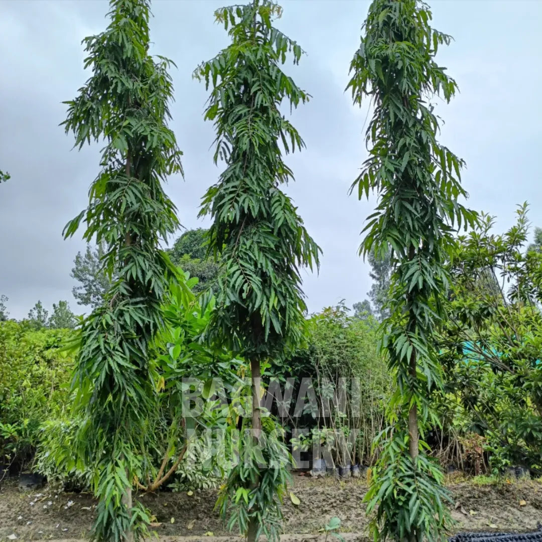 Ashoka tree Supplier, Saraca asoca, Ashoka Supplier in India, Wholesale Ashoka, Wholesale Ashoka Supplier, Saraca asoca Tree, Best Ashoka Nursery, Ashoka in India, Bulk Ashoka Supplier, Timber Tree, Timber Tree Nursery, Wholesale Timber Tree Supplier, Best Timber Tree Nursery in India,