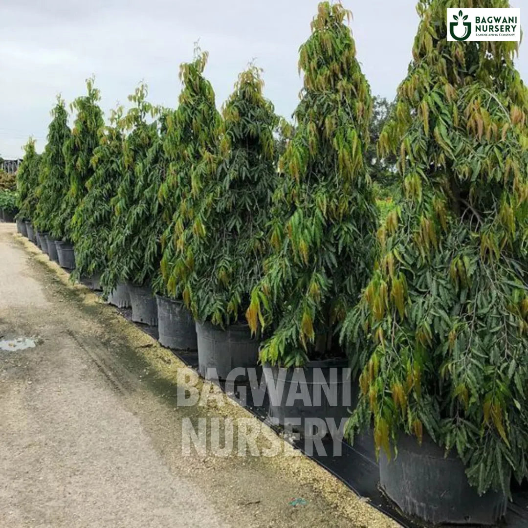 Ashoka tree Supplier, Saraca asoca, Ashoka Supplier in India, Wholesale Ashoka, Wholesale Ashoka Supplier, Saraca asoca Tree, Best Ashoka Nursery, Ashoka in India, Bulk Ashoka Supplier, Timber Tree, Timber Tree Nursery, Wholesale Timber Tree Supplier, Best Timber Tree Nursery in India,