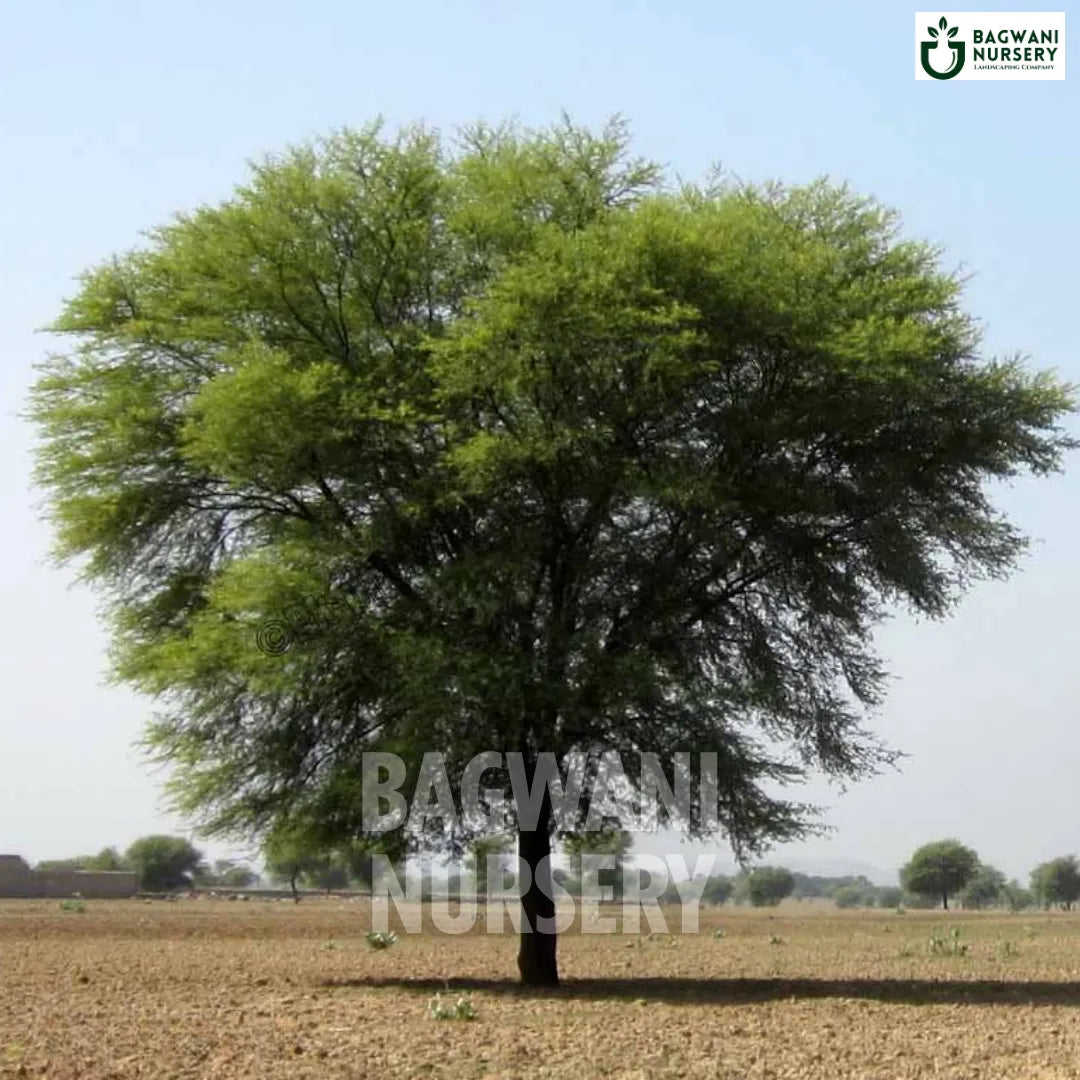 Babool tree Supplier, Vachellia Nilotica, Babool Supplier in India, Wholesale Babool, Wholesale Babool Supplier, Vachellia Nilotica Tree, Best Babool Nursery, Babool in India, Bulk Babool Supplier, Timber Tree, Timber Tree Nursery, Wholesale Timber Tree Supplier, Best Timber Tree Nursery in India,