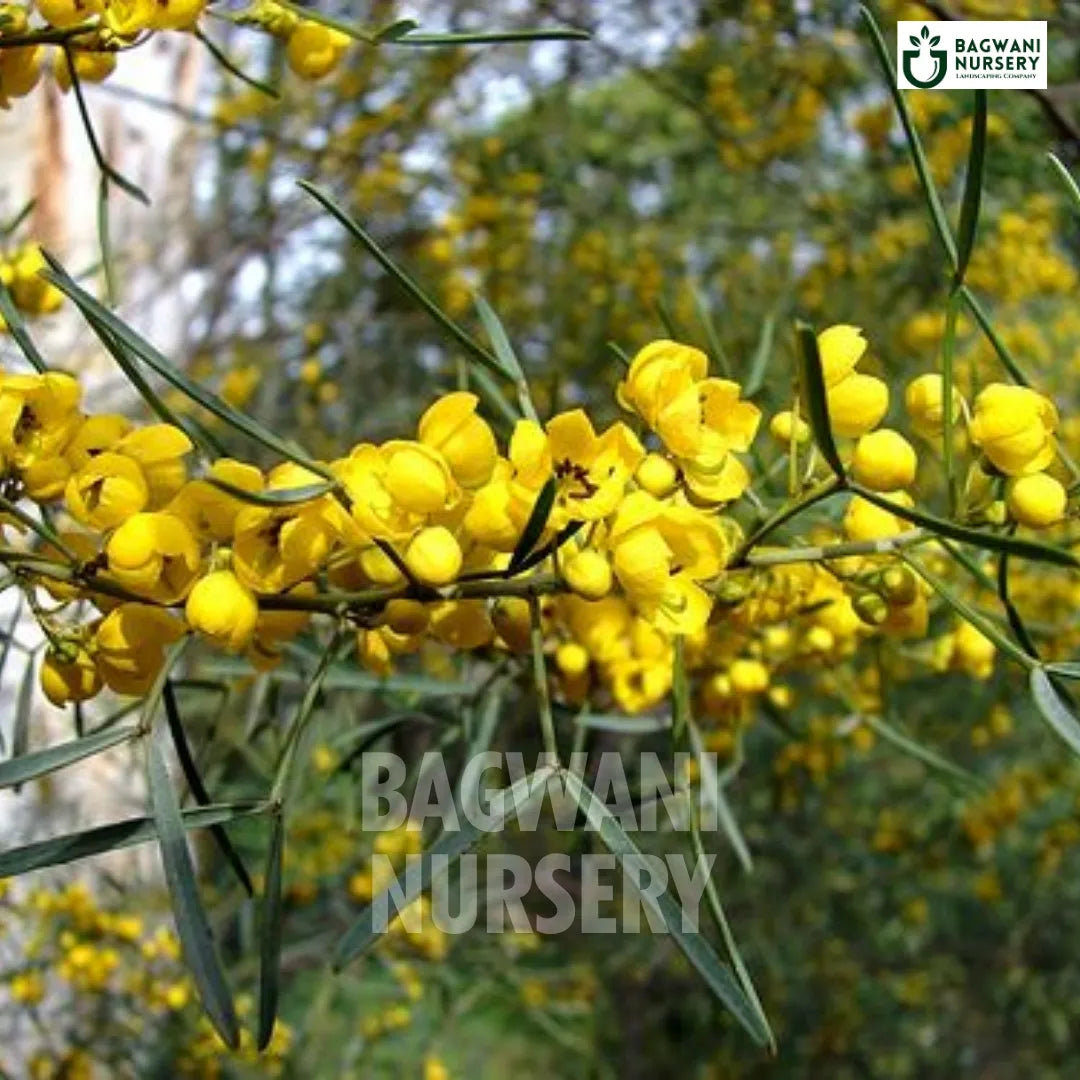 Babool tree Supplier, Vachellia Nilotica, Babool Supplier in India, Wholesale Babool, Wholesale Babool Supplier, Vachellia Nilotica Tree, Best Babool Nursery, Babool in India, Bulk Babool Supplier, Timber Tree, Timber Tree Nursery, Wholesale Timber Tree Supplier, Best Timber Tree Nursery in India,