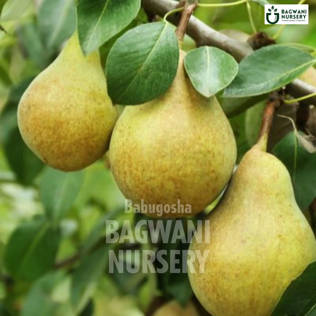 Indian Pear tree Supplier, Pyrus Communis, Babugosha tree Supplier in India, Wholesale Indian Pear, Wholesale Indian Pear Supplier, Babugosha  Tree, Best Babugosha Nursery, Pyrus Communis in India, Bulk Babugosha Supplier, Fruit Tree, Fruit Tree Nursery, Wholesale Fruit Tree Supplier, Best Fruit Tree Nursery in India,
