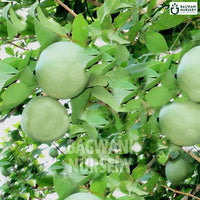 Bael Patra tree Supplier, Aegle Marmelos, Bael Patra Supplier in India, Wholesale Bael Patra, Wholesale Bael Patra Supplier, Aegle Marmelos Tree, Best Bael Patra Nursery, Bael Patra in India, Bulk Bael Patra Supplier, Timber Tree, Timber Tree Nursery, Wholesale Timber Tree Supplier, Best Timber Tree Nursery in India,