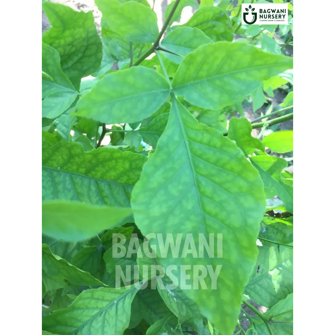 Bael Patra tree Supplier, Aegle Marmelos, Bael Patra Supplier in India, Wholesale Bael Patra, Wholesale Bael Patra Supplier, Aegle Marmelos Tree, Best Bael Patra Nursery, Bael Patra in India, Bulk Bael Patra Supplier, Timber Tree, Timber Tree Nursery, Wholesale Timber Tree Supplier, Best Timber Tree Nursery in India,