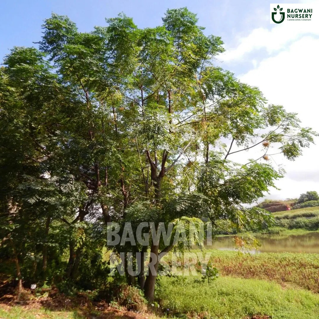 Bakain tree Supplier, Melia Azedarach, Bakain Supplier in India, Wholesale Bakain, Wholesale Bakain Supplier, Melia Azedarach Tree, Best Bakain Nursery, Bakain in India, Bulk Bakain Supplier, Timber Tree, Timber Tree Nursery, Wholesale Timber Tree Supplier, Best Timber Tree Nursery in India,