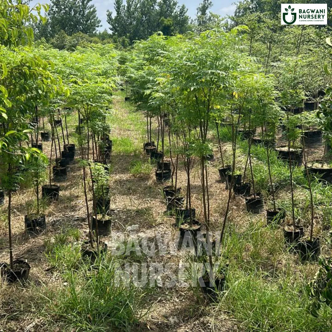 Bakain tree Supplier, Melia Azedarach, Bakain Supplier in India, Wholesale Bakain, Wholesale Bakain Supplier, Melia Azedarach Tree, Best Bakain Nursery, Bakain in India, Bulk Bakain Supplier, Timber Tree, Timber Tree Nursery, Wholesale Timber Tree Supplier, Best Timber Tree Nursery in India,