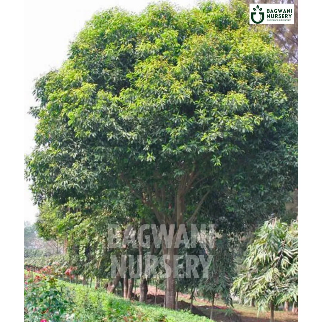 Moulsari tree Supplier, Mimusops Elengi, Moulsari Supplier in India, Wholesale Moulsari, Wholesale Moulsari Supplier, Mimusops Elengi Tree, Best Moulsari Nursery, Moulsari in India, Bulk Moulsari Supplier, Timber Tree, Timber Tree Nursery, Wholesale Timber Tree Supplier, Best Timber Tree Nursery in India,