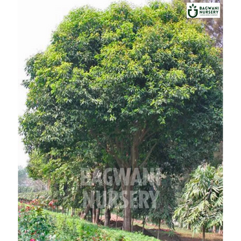 Moulsari tree Supplier, Mimusops Elengi, Moulsari Supplier in India, Wholesale Moulsari, Wholesale Moulsari Supplier, Mimusops Elengi Tree, Best Moulsari Nursery, Moulsari in India, Bulk Moulsari Supplier, Timber Tree, Timber Tree Nursery, Wholesale Timber Tree Supplier, Best Timber Tree Nursery in India,