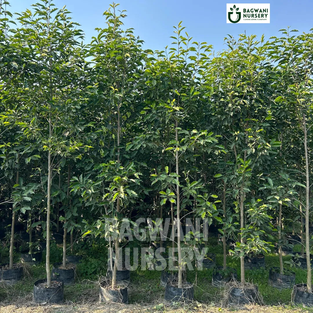 Moulsari tree Supplier, Mimusops Elengi, Moulsari Supplier in India, Wholesale Moulsari, Wholesale Moulsari Supplier, Mimusops Elengi Tree, Best Moulsari Nursery, Moulsari in India, Bulk Moulsari Supplier, Timber Tree, Timber Tree Nursery, Wholesale Timber Tree Supplier, Best Timber Tree Nursery in India,