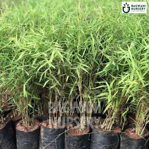 Bamboo Grass, Bamboo Grass plant, Pogonatherum Paniceum, Baby Bamboo Grass, Bamboo Grass in Bulk, Bamboo Grass Fern, Bamboo Grass Fern plant,