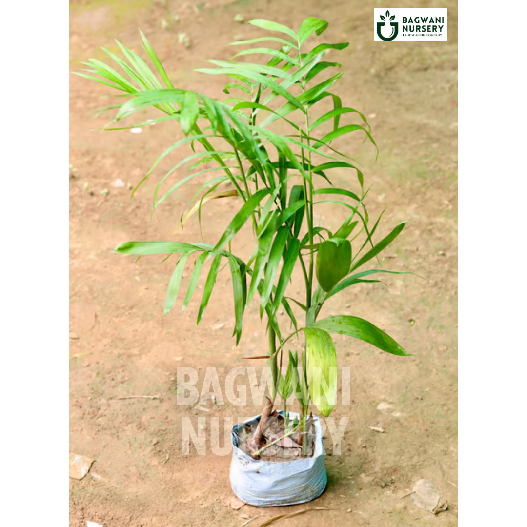 Bamboo Palm Supplier, Bamboo Palm Supplier in India, Wholesale Bamboo Palm, Wholesale Bamboo Palm Supplier, Bamboo Palm Nursery, Best Bamboo Palm Nursery, Bamboo Palm in India, Bulk Bamboo Palm Supplier