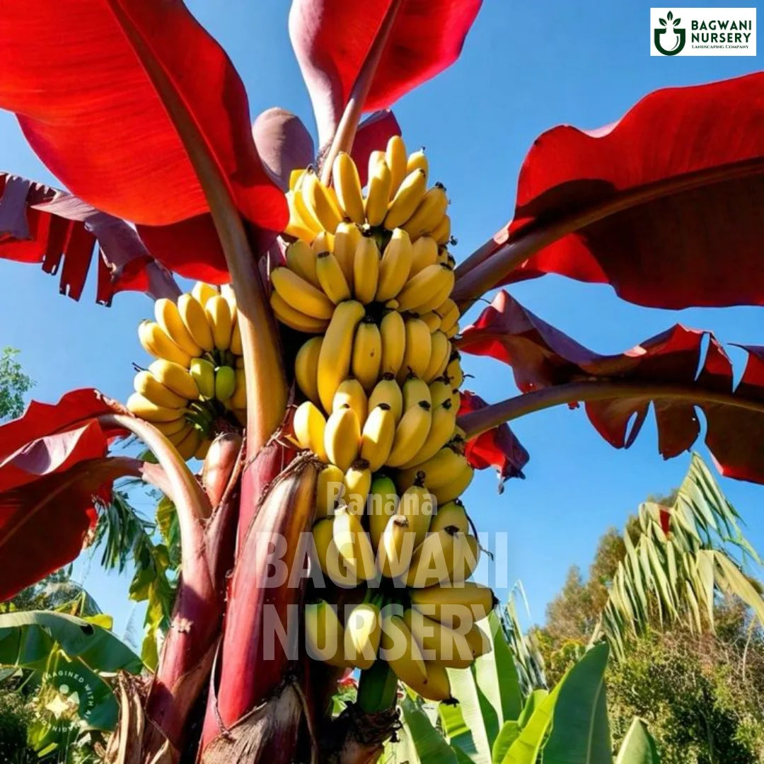 Banana tree Supplier, Musa, Banana tree Supplier in India, Wholesale Banana, Wholesale Banana Supplier, Banana  Tree, Best Banana Nursery, Musa in India, Bulk Banana Supplier, Fruit Tree, Fruit Tree Nursery, Wholesale Fruit Tree Supplier, Best Fruit Tree Nursery in India,