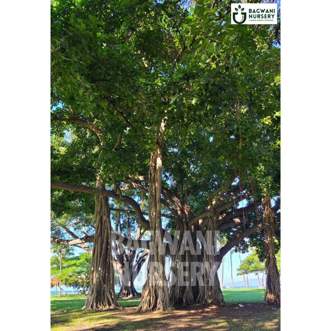 Banyan tree Supplier, Ficus Benghalensis, Banyan Supplier in India, Wholesale Banyan, Wholesale Banyan Supplier, Ficus Benghalensis Tree, Best Banyan Nursery, Banyan in India, Bulk Banyan Supplier, Timber Tree, Timber Tree Nursery, Wholesale Timber Tree Supplier, Best Timber Tree Nursery in India,