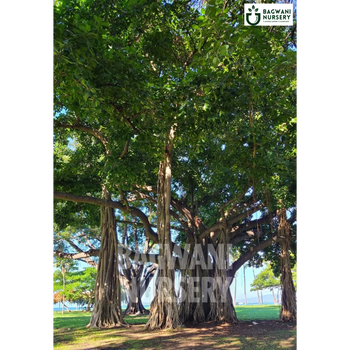 Banyan tree Supplier, Ficus Benghalensis, Banyan Supplier in India, Wholesale Banyan, Wholesale Banyan Supplier, Ficus Benghalensis Tree, Best Banyan Nursery, Banyan in India, Bulk Banyan Supplier, Timber Tree, Timber Tree Nursery, Wholesale Timber Tree Supplier, Best Timber Tree Nursery in India,