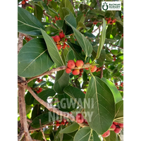 Banyan tree Supplier, Ficus Benghalensis, Banyan Supplier in India, Wholesale Banyan, Wholesale Banyan Supplier, Ficus Benghalensis Tree, Best Banyan Nursery, Banyan in India, Bulk Banyan Supplier, Timber Tree, Timber Tree Nursery, Wholesale Timber Tree Supplier, Best Timber Tree Nursery in India,