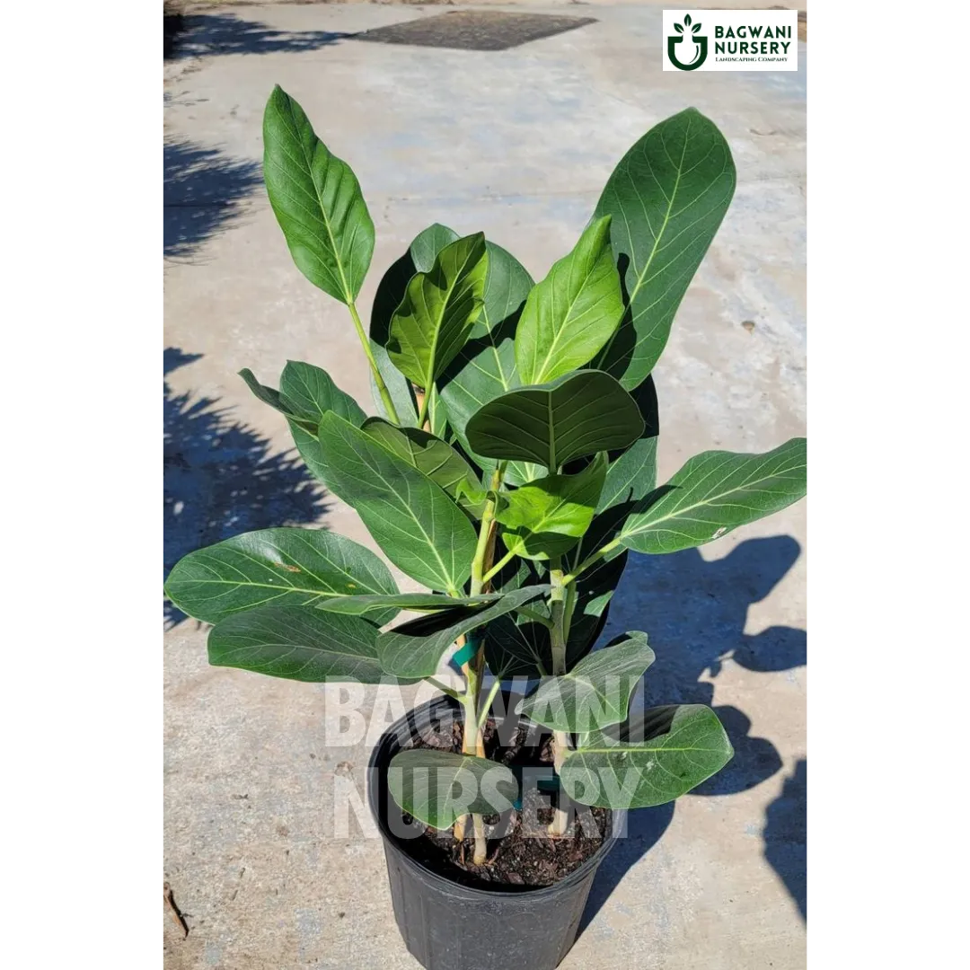 Banyan tree Supplier, Ficus Benghalensis, Banyan Supplier in India, Wholesale Banyan, Wholesale Banyan Supplier, Ficus Benghalensis Tree, Best Banyan Nursery, Banyan in India, Bulk Banyan Supplier, Timber Tree, Timber Tree Nursery, Wholesale Timber Tree Supplier, Best Timber Tree Nursery in India,